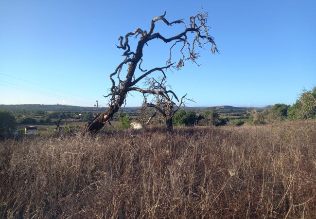 Finca en Ariany - Ref. 417094 Finca en Ariany - Ref. 417094